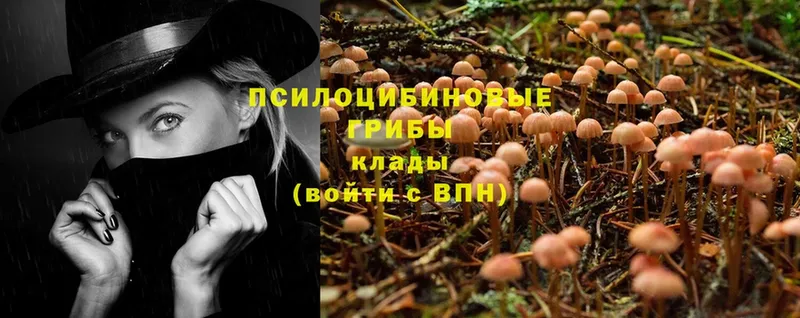 Псилоцибиновые грибы MAGIC MUSHROOMS  kraken tor  Железногорск-Илимский  цены  